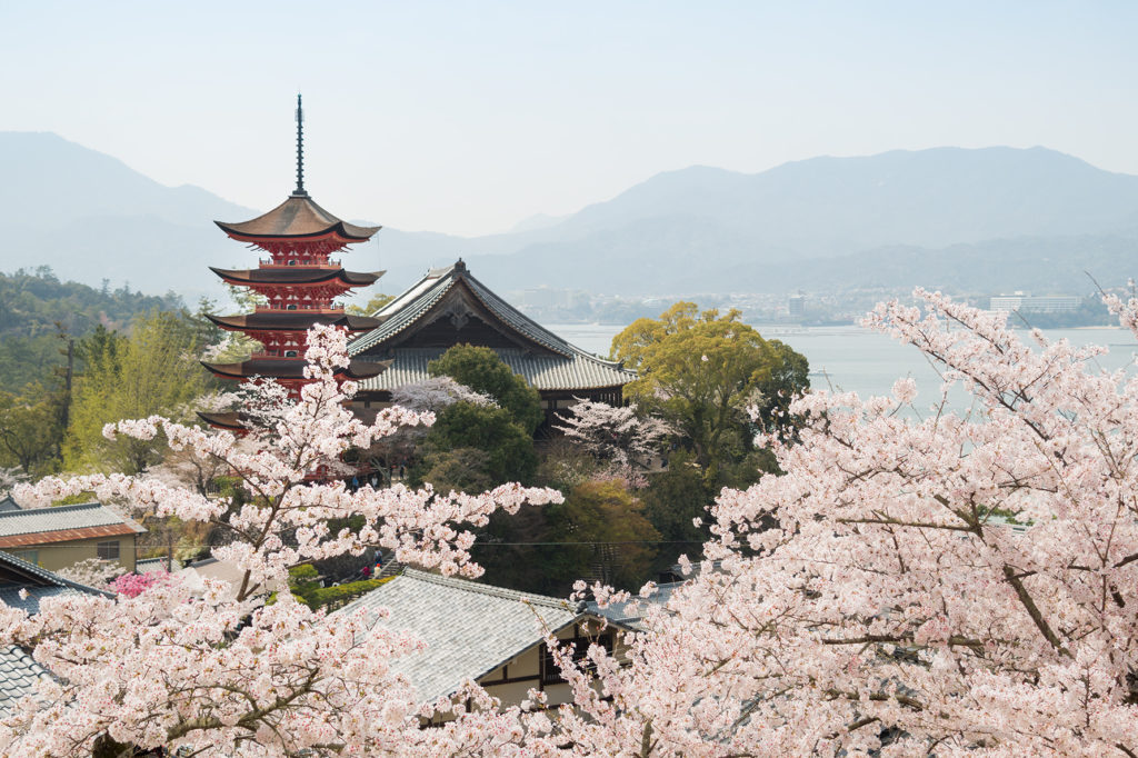 pagoda in Miyajima with cherry blossom